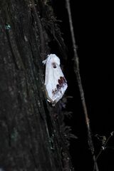 Phalera flavescens