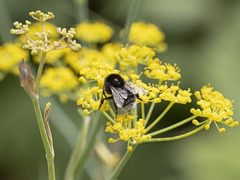 Bombus terrestris canariensis