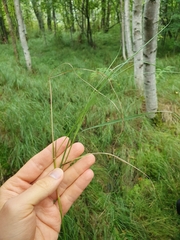 Calamagrostis