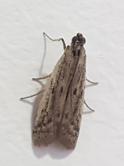 Phycitodes binaevella