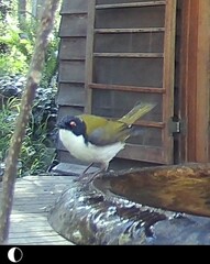 Melithreptus lunatus