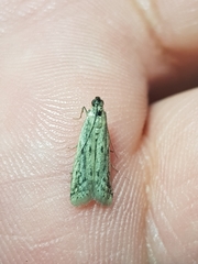 Phycitodes binaevella