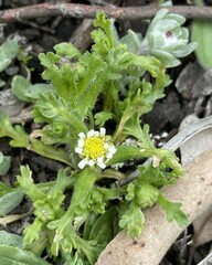 Centipeda cunninghamii