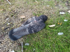 Columba livia domestica