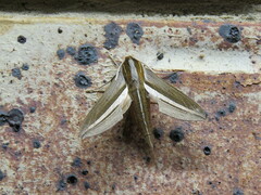 Theretra silhetensis