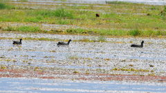Fulica cristata