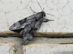 Agrius convolvuli
