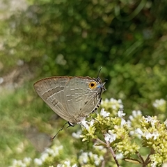 Deudorix epijarbas