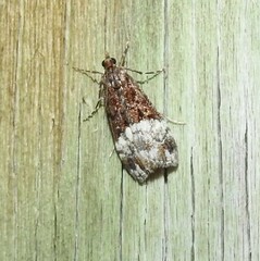 Scoparia minusculalis