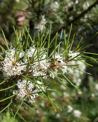 Hakea sericea