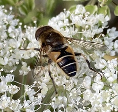 Eristalis