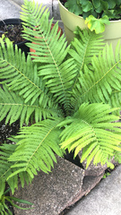 Matteuccia struthiopteris