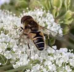 Eristalis