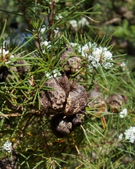 Hakea sericea