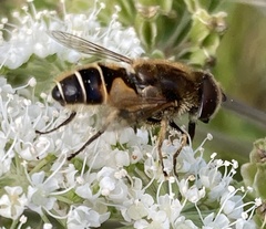 Eristalis