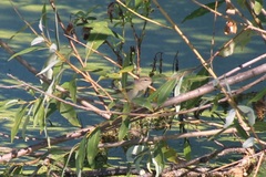 Phylloscopus