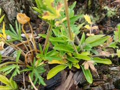 Viola gmeliniana