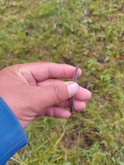 Hordeum brevisubulatum