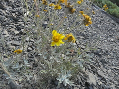 Eriophyllum lanatum