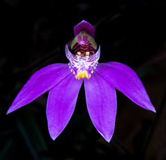 Caladenia quadrifaria