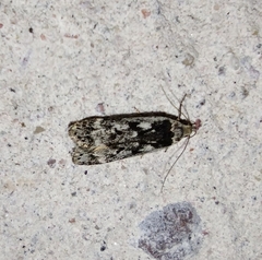 Anacampsis