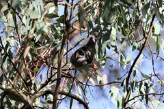 Manorina melanocephala
