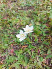 Parnassia palustris