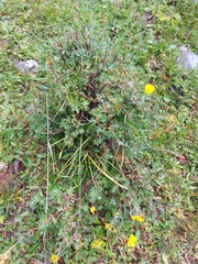 Dasiphora fruticosa