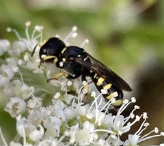Ectemnius