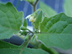 Solanum nigrum
