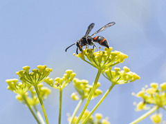 Ancistrocerus haematodes