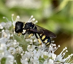 Ectemnius