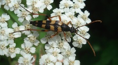 Strangalia attenuata