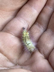 Calliteara pudibunda