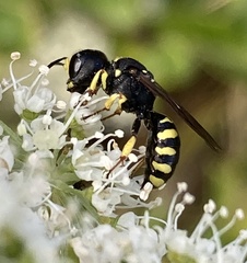 Ectemnius
