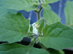 Solanum nigrum