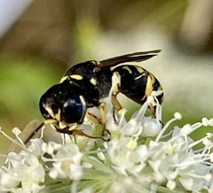 Ectemnius