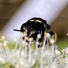 Ectemnius