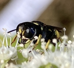 Ectemnius