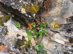 Aleuritopteris argentea