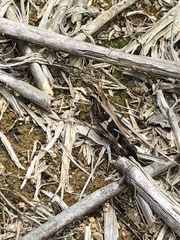 Gastrimargus marmoratus