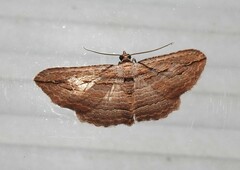 Austrocidaria gobiata