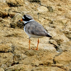 Charadrius hiaticula