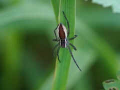 Dolomedes fimbriatus