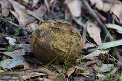 Pisolithus