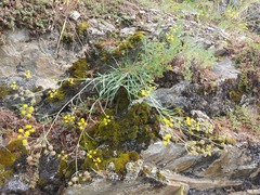 Bupleurum bicaule