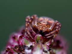 Xysticus