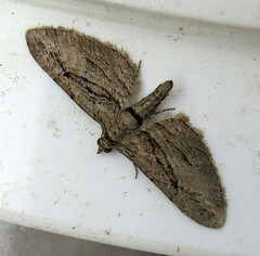 Eupithecia phoeniceata