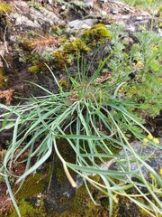 Bupleurum bicaule