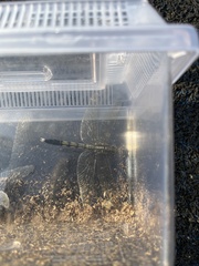 Orthetrum albistylum speciosum